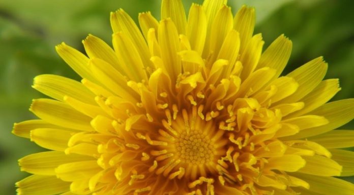 RECEPT ZA DOMAĆI SIRUP OD MASLAČKA: Ljekovita superhrana za koju ne morate izdvojiti ni eura…