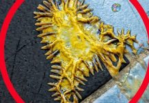 Pronašao sam ovo u kupaonici svoje djevojke. Gledamo to već sat vremena i još uvijek ne možemo shvatiti što je to.