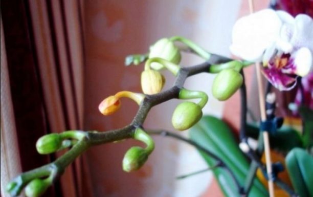 Dovoljna je žličica JEDNA: Orhideja će za nekoliko dana čudesno donijeti mnogo cvjetova!