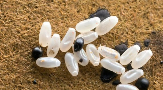 Primijetila sam čudne bele tačkice na krevetu — ono što sam kasnije otkrila bilo je zaista zastrašujuće.