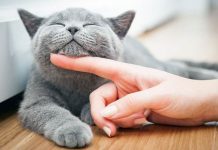 Mačka je pravi lek za čoveka: 7 bolesti koje samo ona može da izleči