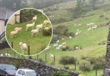 SNIMALA OVCE pa primjetila nešto vrlo čudno: “Nisam mogla vjerovati svojim očima! Kako je to moguće?” (VIDEO)