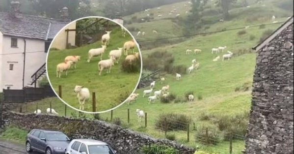 SNIMALA OVCE pa primjetila nešto vrlo čudno: “Nisam mogla vjerovati svojim očima! Kako je to moguće?” (VIDEO)