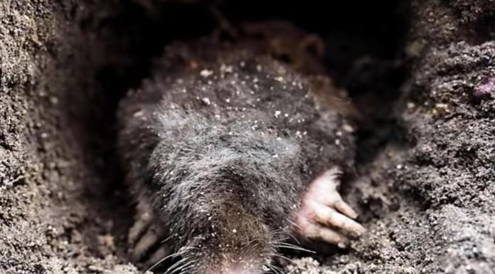 Krtice u bašti prave ogromnu štetu, evo kako da ih se rešite: Sipajte ovaj napitak u zemlju i odmah će pobeći