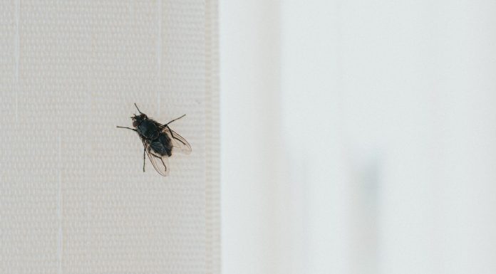 Stavite kesu sa vodom na prozor, ubacite jednu stvar koju svi imaju u kući – i više nikada nećete videti muhu