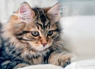 Mačka je pravi lek za čoveka: 7 bolesti koje samo ona može da izleči!