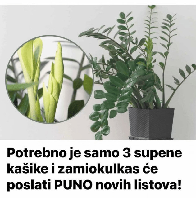 Samo 3 supene kašike i zamiokulkas ćedati PUNO novih listova! - content image