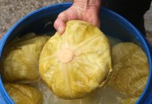 Bugarski trik za savršen kiseli kupus: Dodajte šaku ovoga i nikada se neće pokvariti… Bugarski trik za savršen kiseli kupus: Dodajte šaku ovoga i nikada se neće pokvariti… - featured image